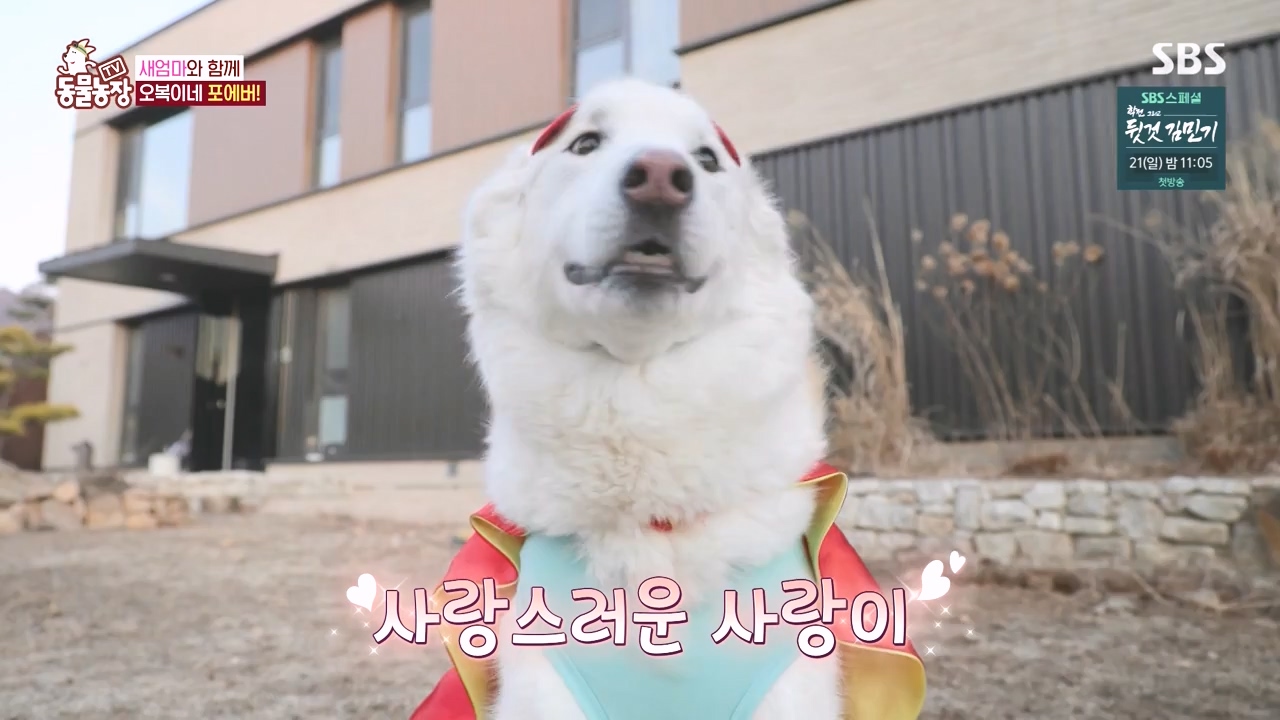 TV 동물농장.E1167.240415p-NEXT.mp4_20240414_160919.402.jpg