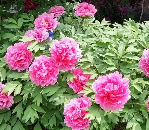 모란 꽃 특성 해설_4