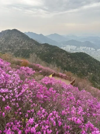 천주산 진달래축제 등산코스 맛집_12