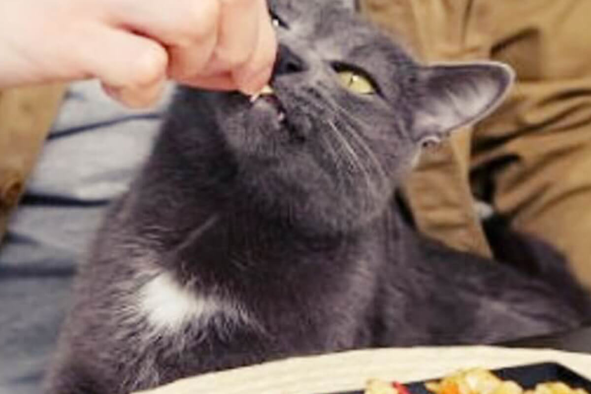 고양이-독성음식-이미지
