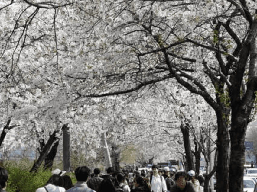 여의도 벚꽃축제 2024 실시간 개화현황 주차장 교통통제 일정보기