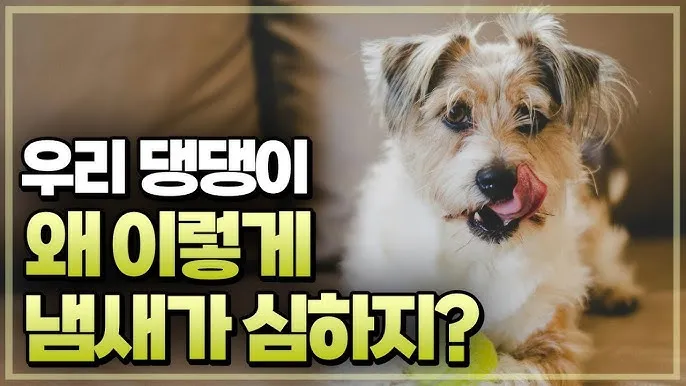 집안에서 간편하게 시도 가능한 강아지 냄새 제거 기술_3
