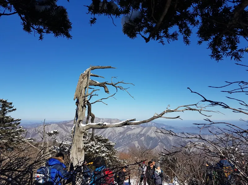 강원도 태백산 주목나무