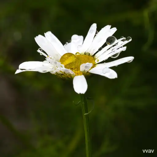 dew and flowers