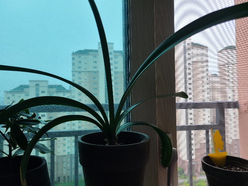 아마릴리스 사진