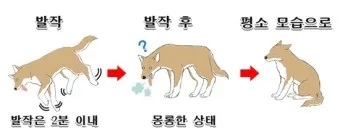 강아지 발작 증상 대처법_10