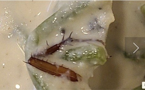  서울 명동 유명 칼국수 콩국물 맛집 바퀴벌레 리뷰, 명동교자 위생 논란.