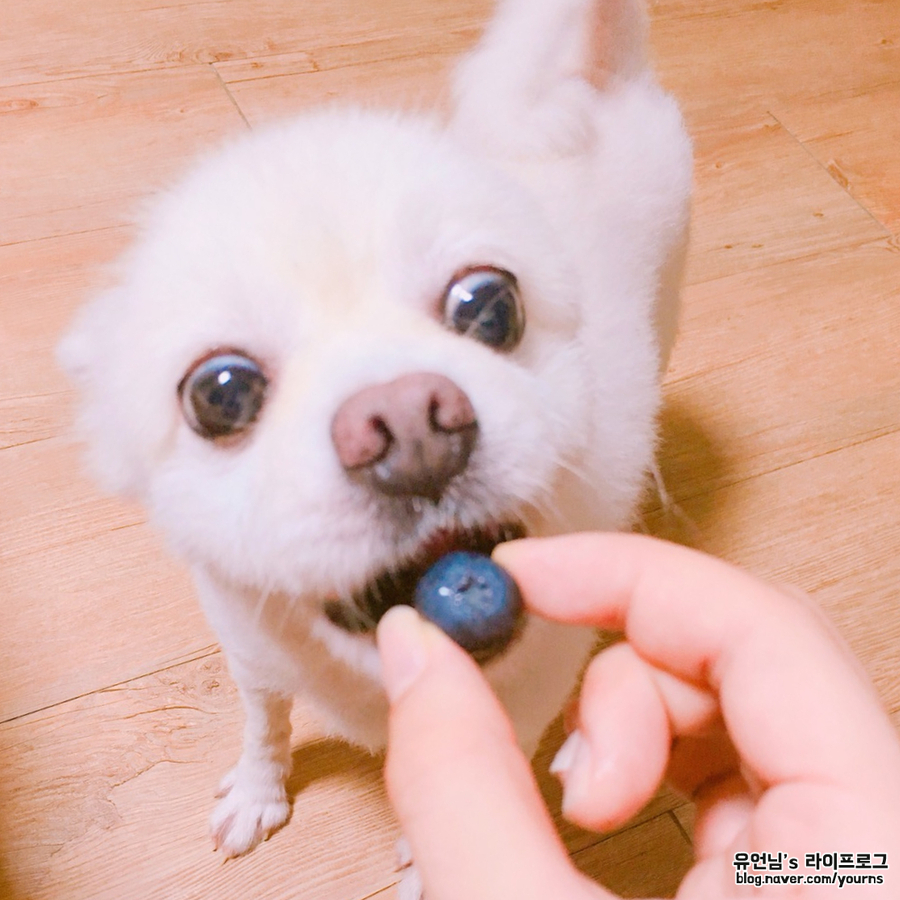 특징 (포메라니안 스피츠와 차임) 믹스견 종류 폼피츠의 성격과 10