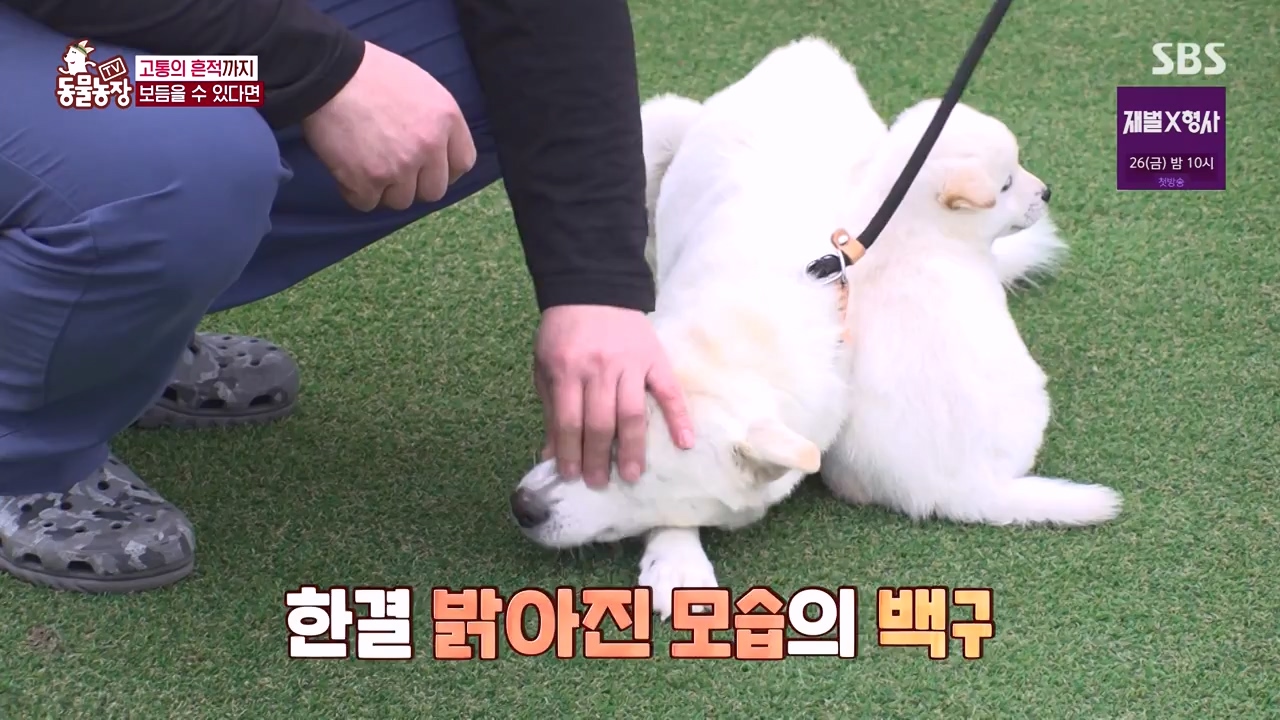 TV 동물농장.E1155.240122p-NEXT.mp4_20240121_145932.809.jpg