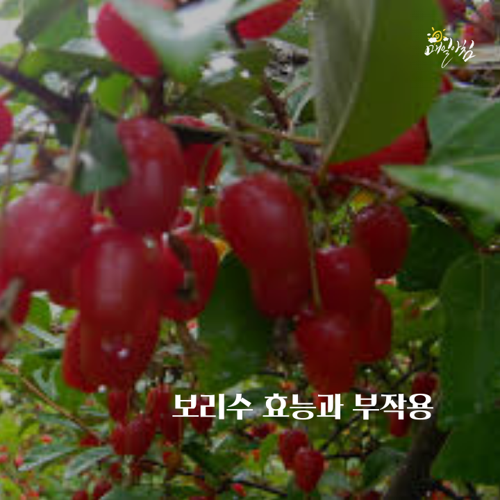  [매일아침좋은글] 보리수 효능과 부작용 알고 먹어요~~!