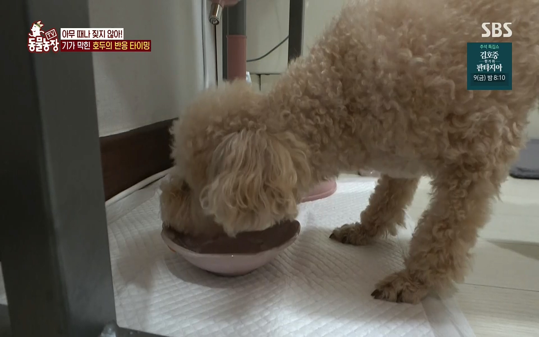 TV 동물농장.E1084.220828p.H264-F1RST.mp4_20220828_154042.494.jpg