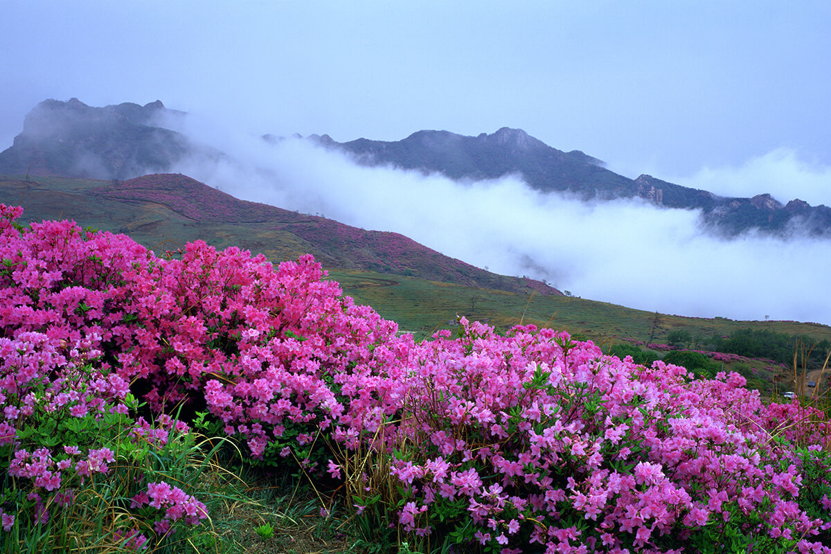 황매산 철쭉 축제 개화시기