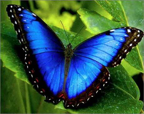 나비 날개의 색상