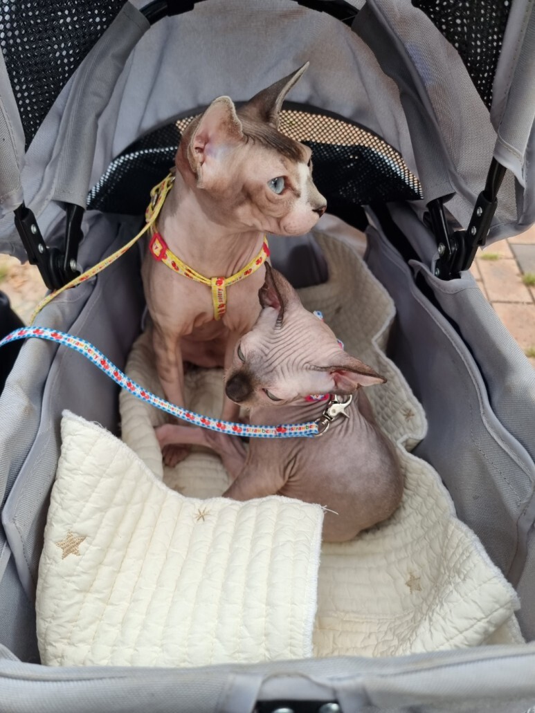 고양이 응급처치