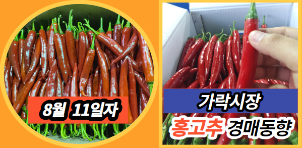  [경매사 일일보고] 8월 11일자 가락시장 홍고추 경매동향을 살펴보겠습니다!