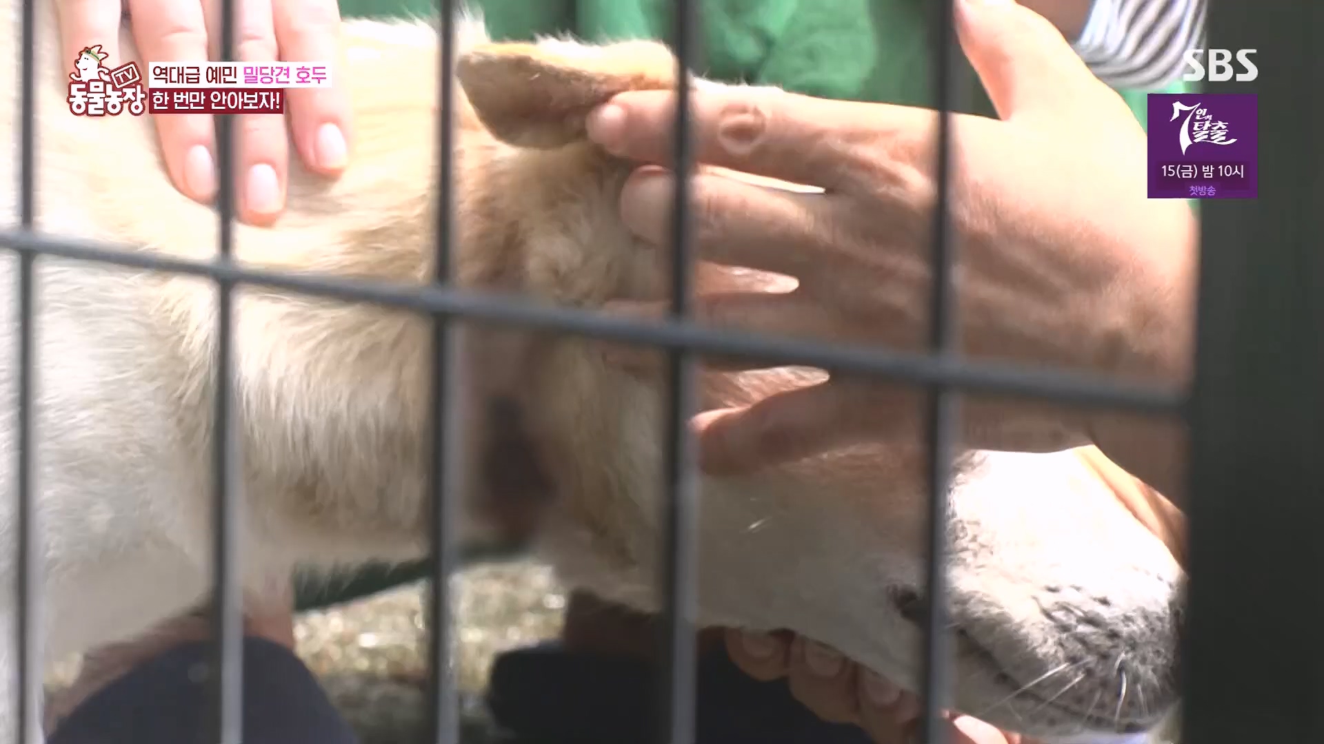 TV 동물농장.E1136.230903p.H264-F1RST.mp4_20230903_180350.327.jpg