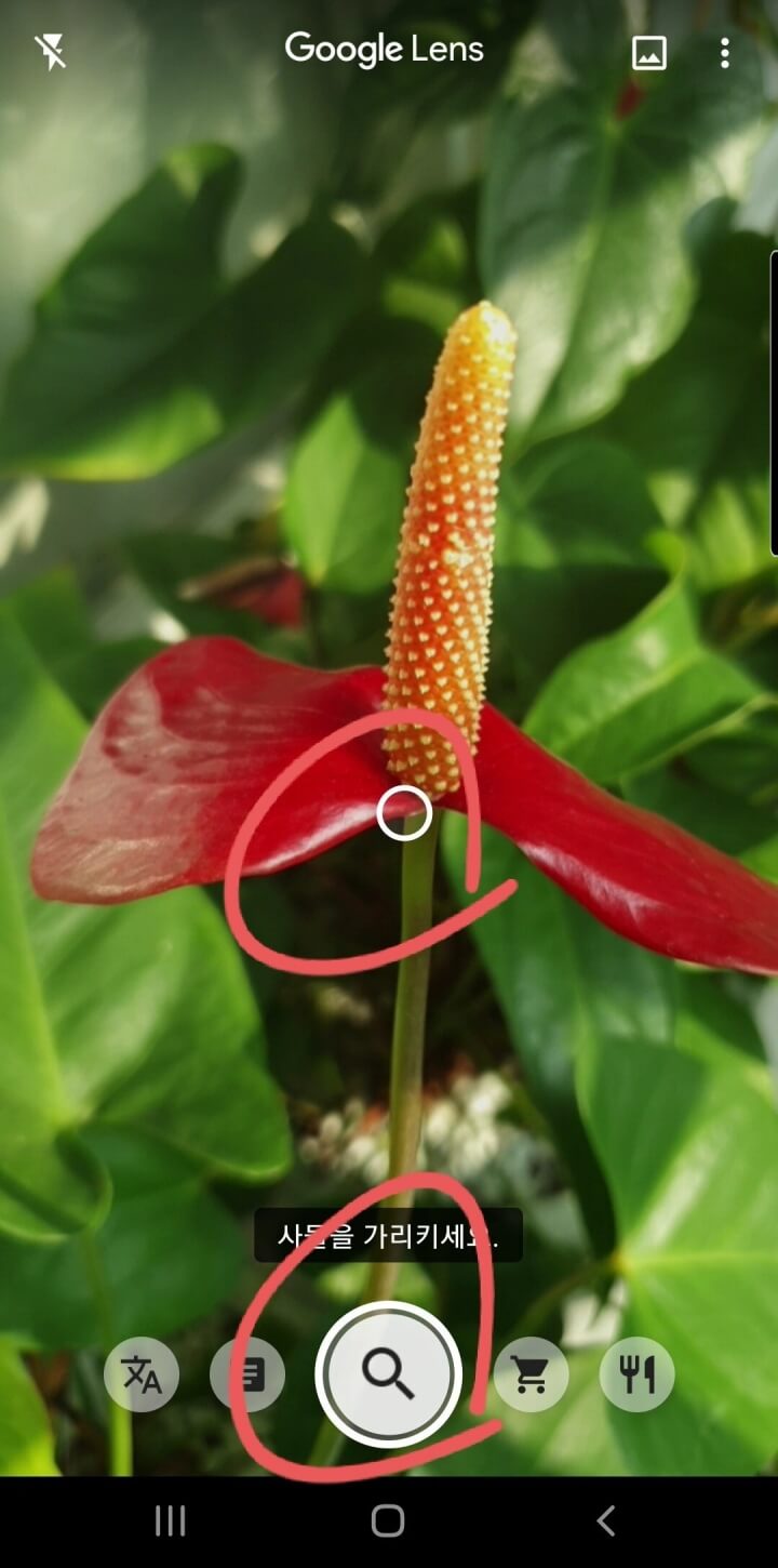 사진으로 식물 꽃 이름 찾기 Feat. 구글 렌즈 앱