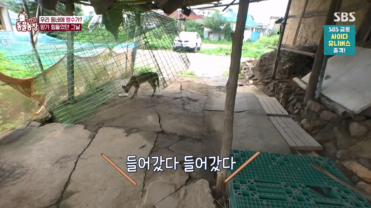TV 동물농장.E1156.240129p-NEXT.mp4_20240128_191735.266.jpg