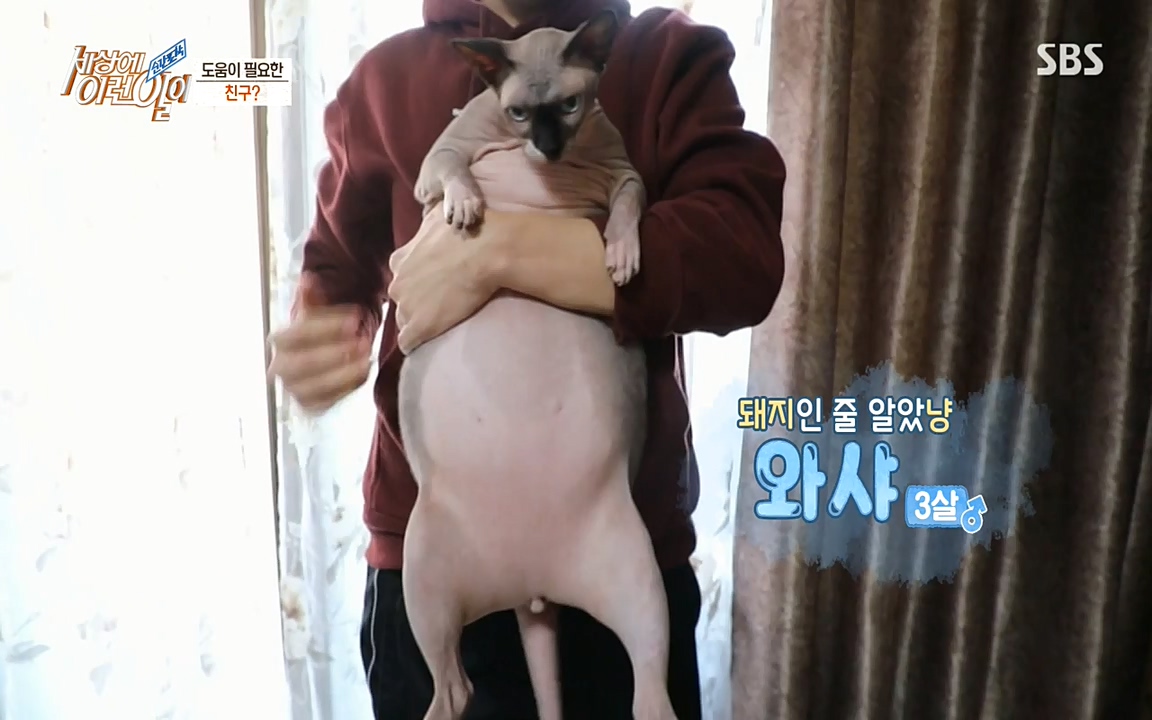 순간포착 세상에 이런일이.E1177.220427p-NEXT.mp4_20220427_183833.062.jpg