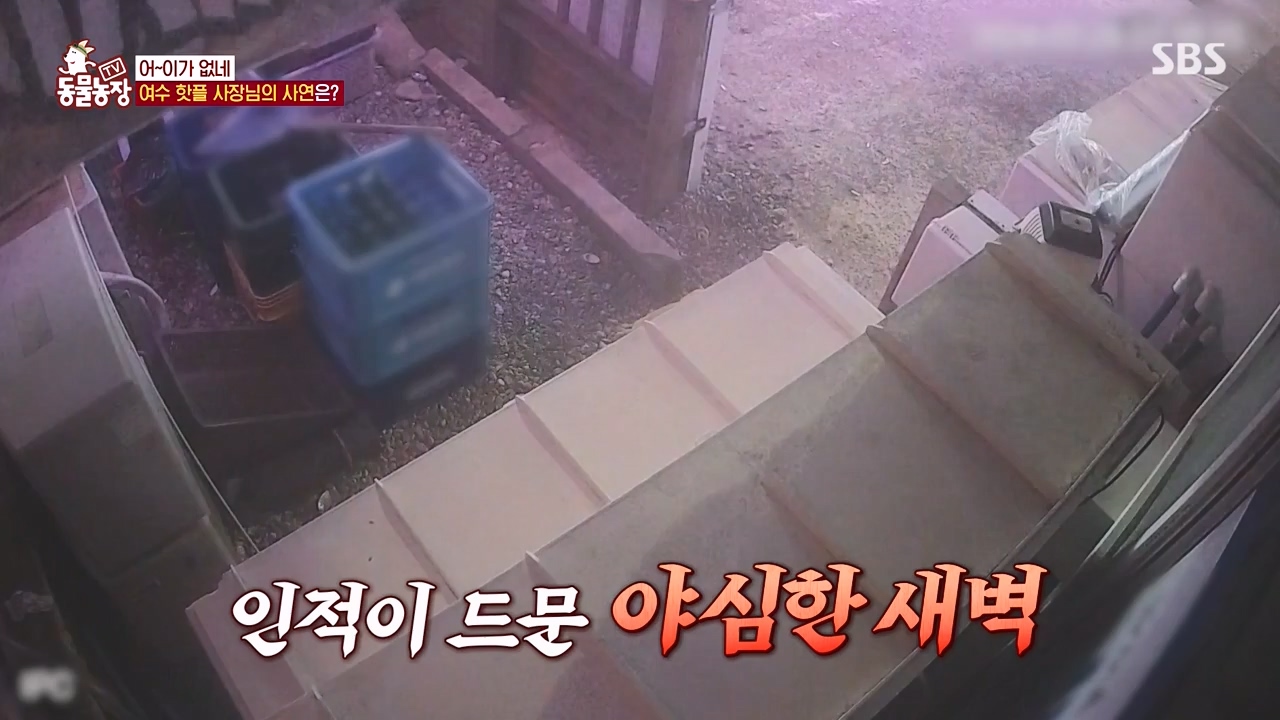 TV 동물농장.E1168.240422p-NEXT.mp4_20240421_170937.036.jpg