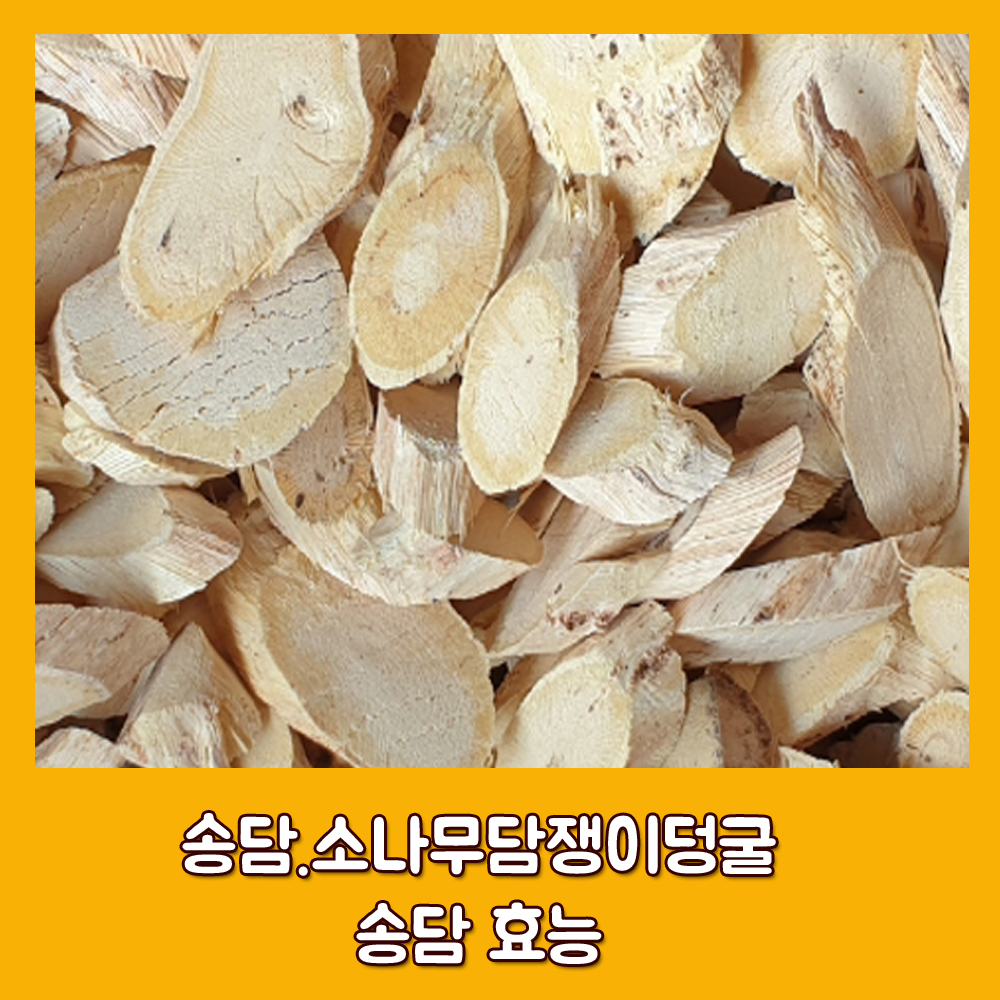  송담.소나무담쟁이덩굴.송담 효능.석벽려