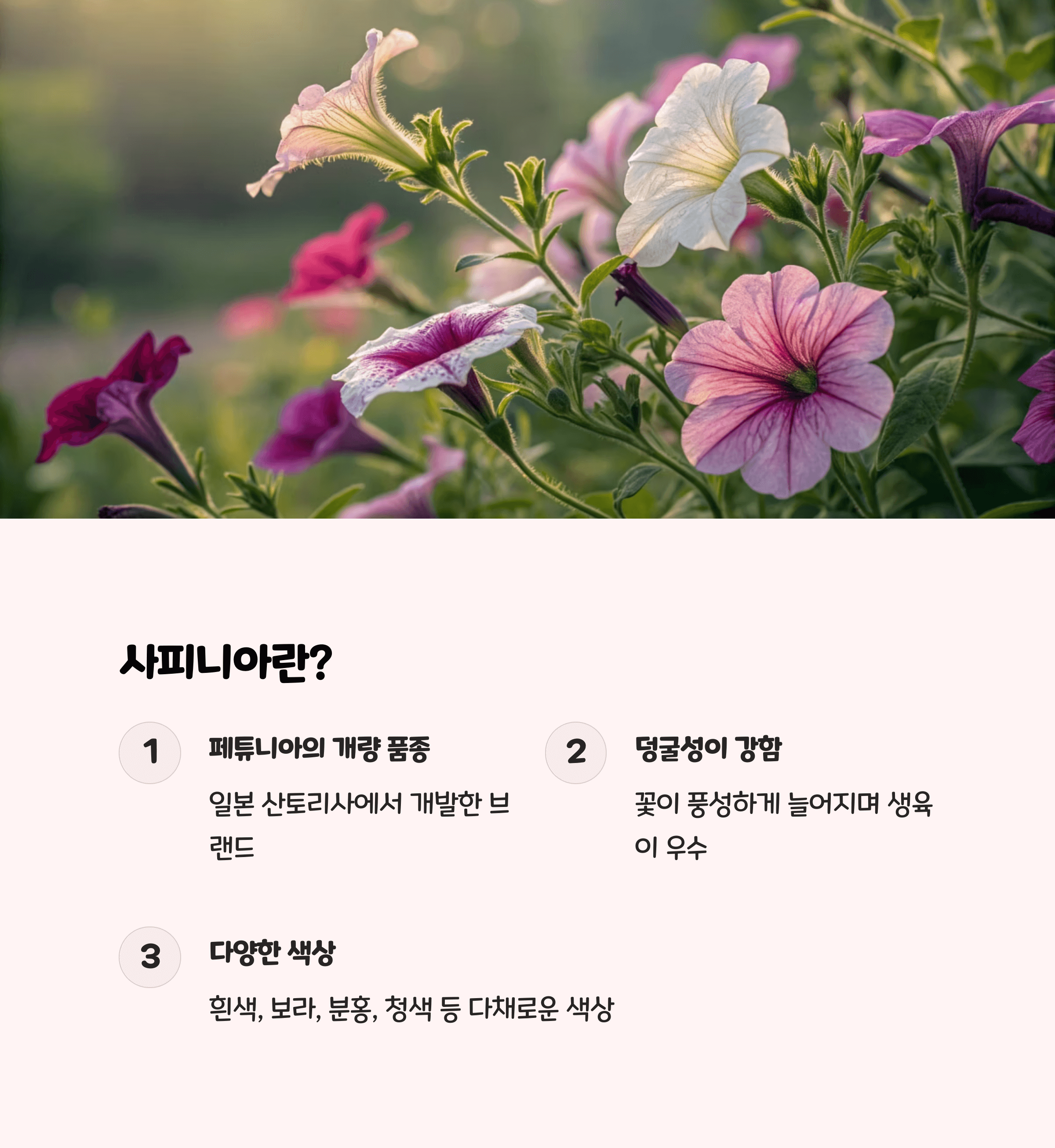 사피니아