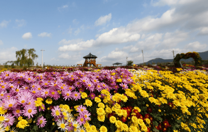 충남 가을축제