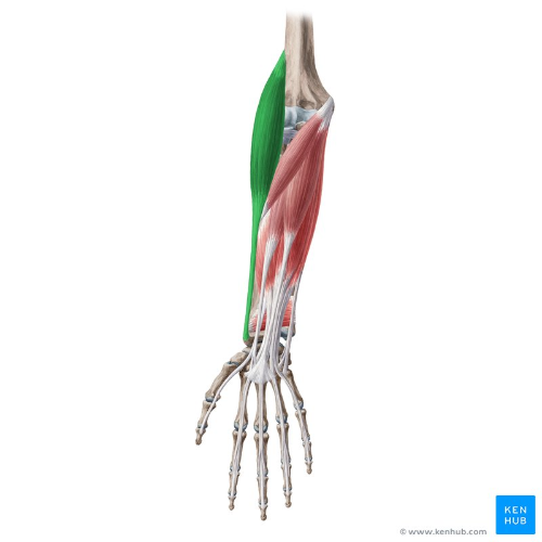 Brachioradialis
