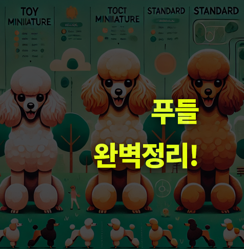 푸들 종류, 성격, 크기, 키우기 난이도 총정리! 색깔, 특징.