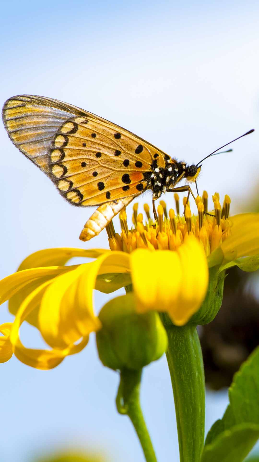 Butterfly Animal iPhone Wallpaper