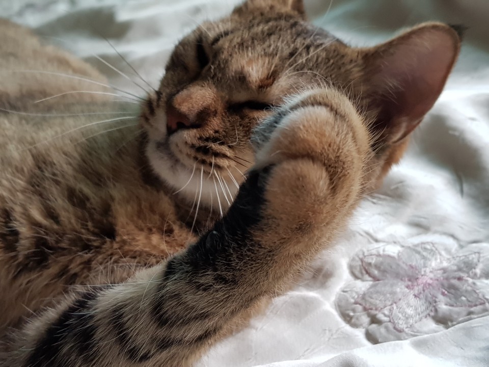  고양이 발톱깍기 꿀팁 및 요령
