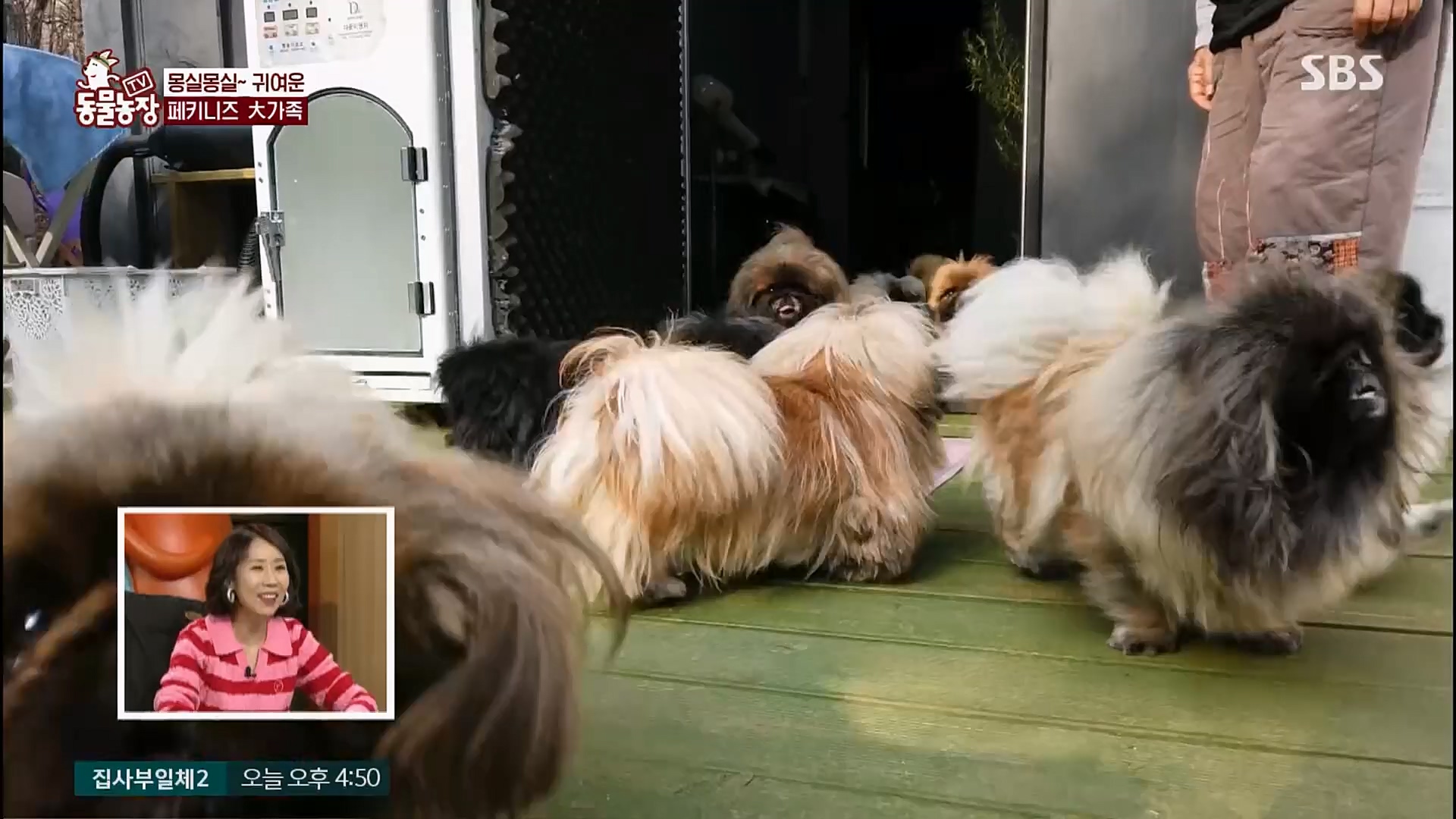 TV 동물농장.E1110.230305p.H264-F1RST.mp4_20230305_183157.053.jpg