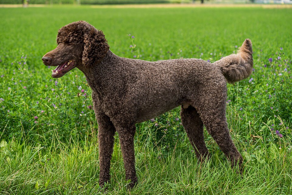 푸들-Poodle