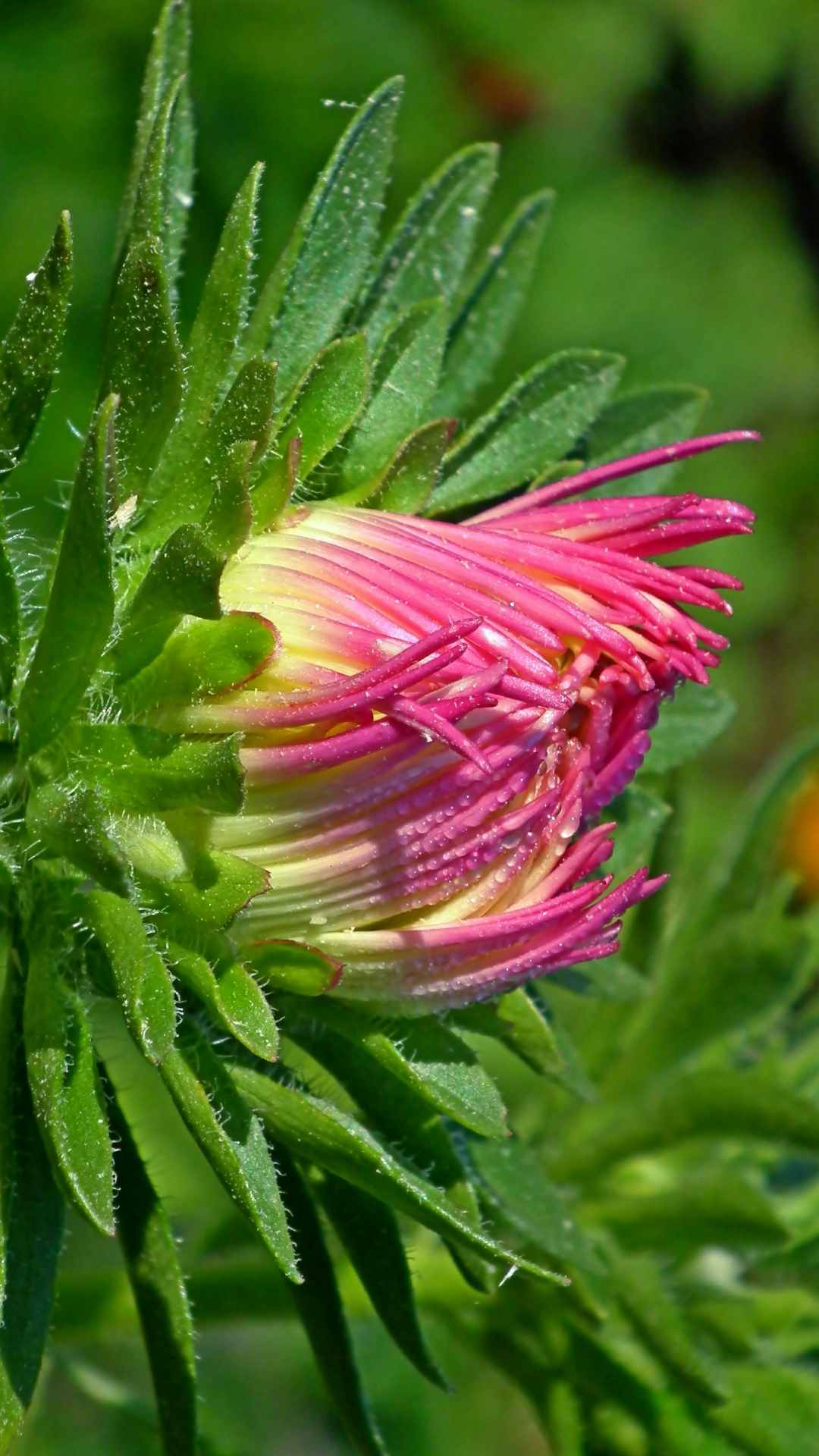 Aster Flower iPhone Wallpaper