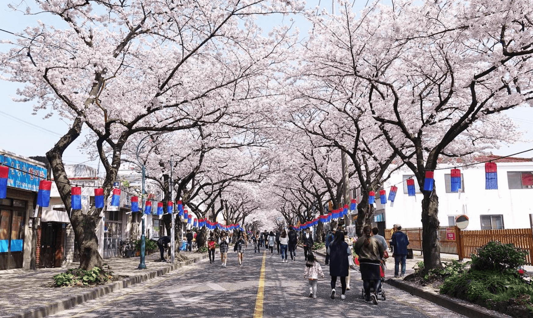 제주도 벚꽃축제