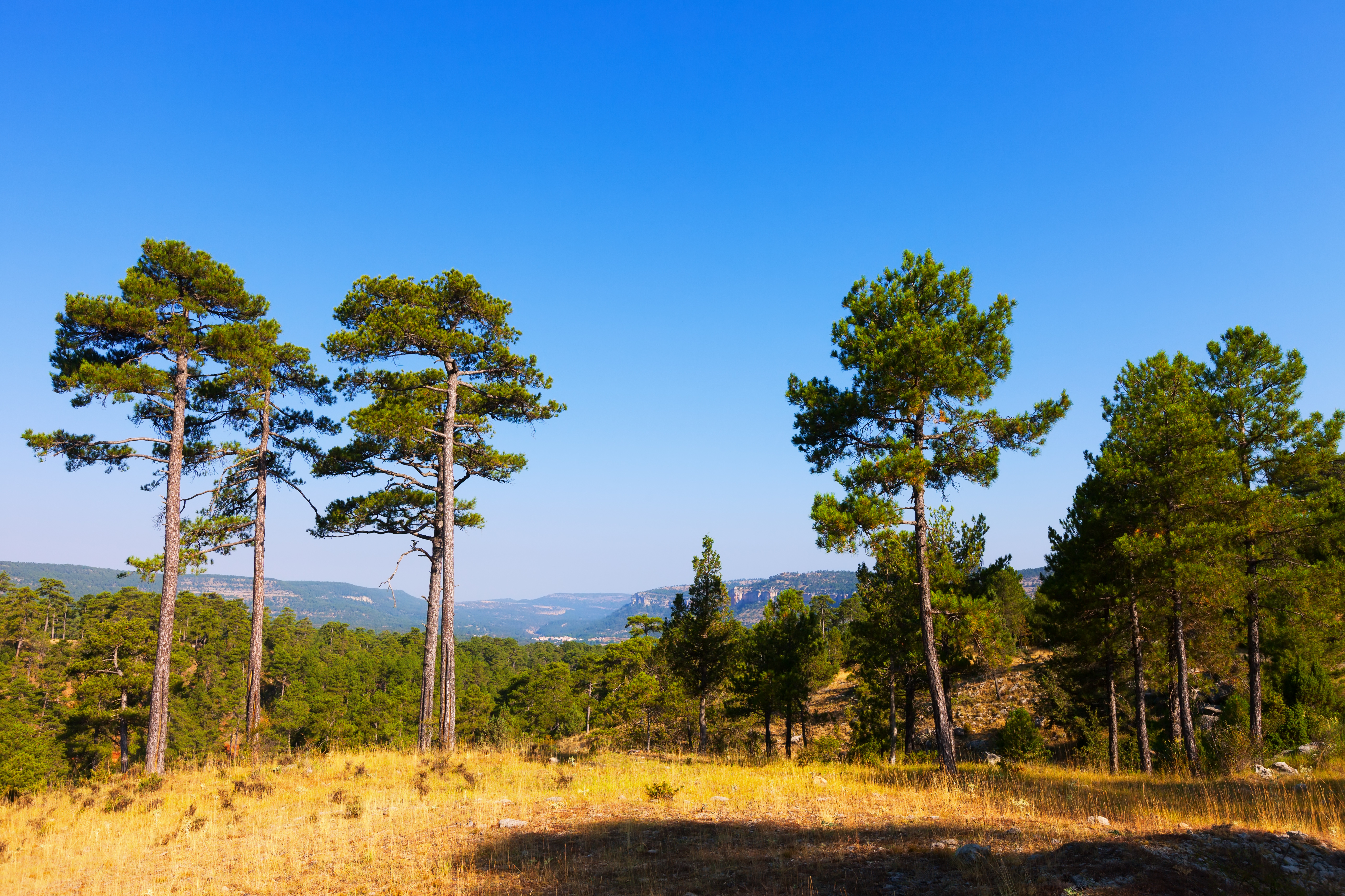 야생의 산에 심어져 있는 커다란 소나무들과 들판, 그리고 멀리 보이는 산들을 배경으로 하는 풍경 사진