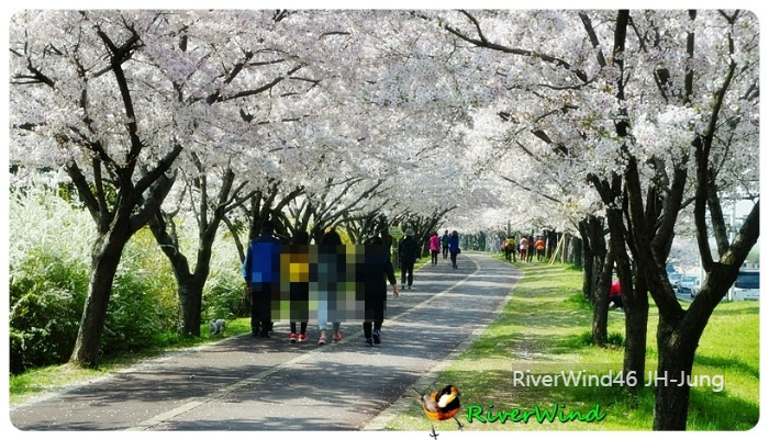 구포뚝길 벚꽃터널