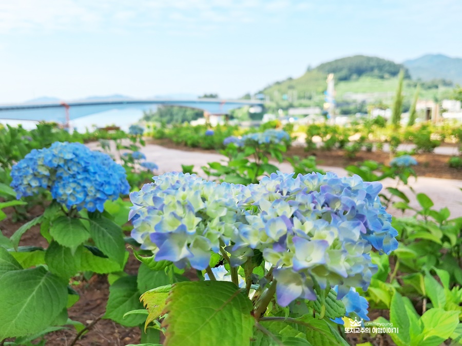 꽃이 핀 수국 사진