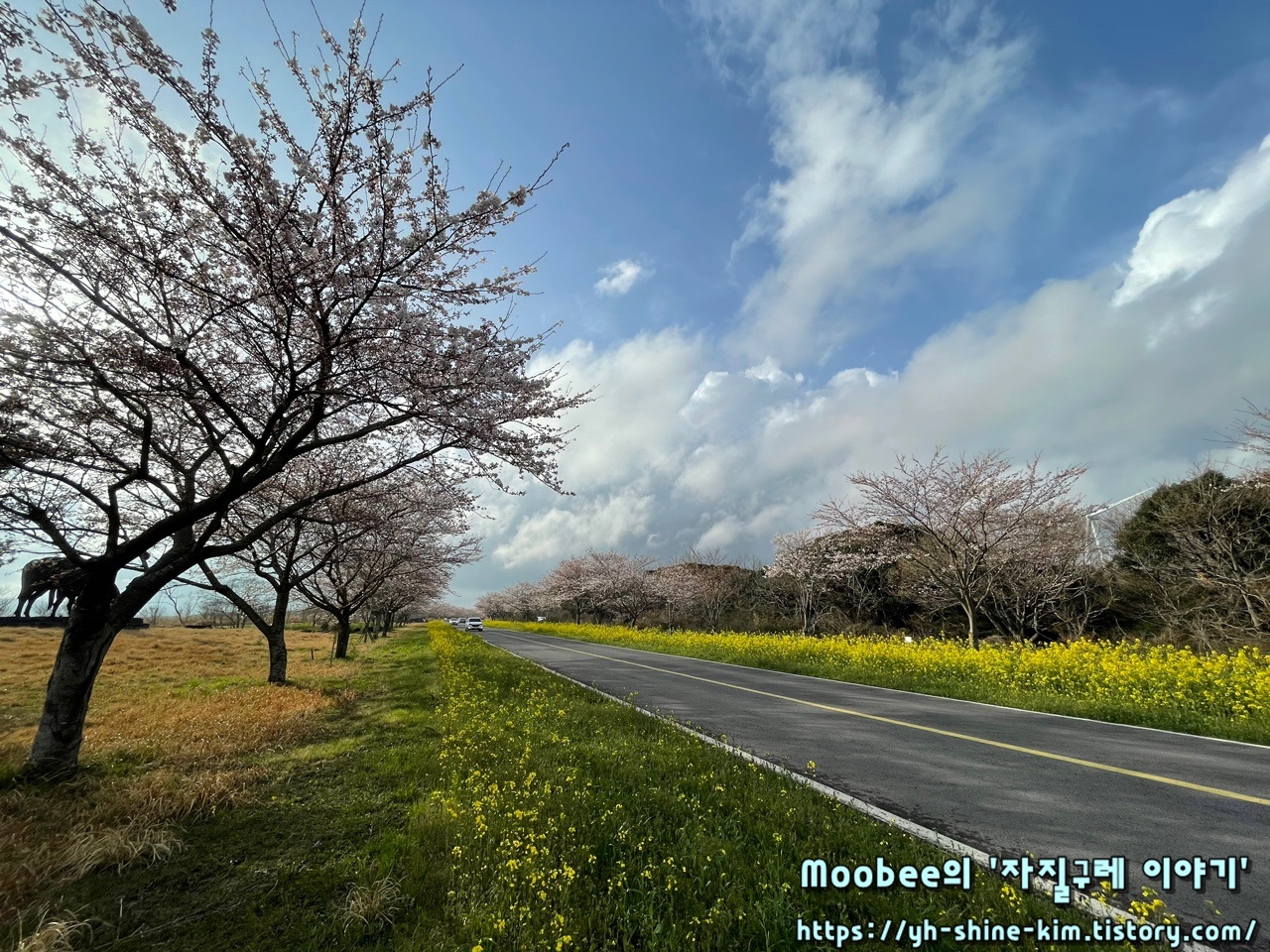 제주 녹산로 유채꽃도로