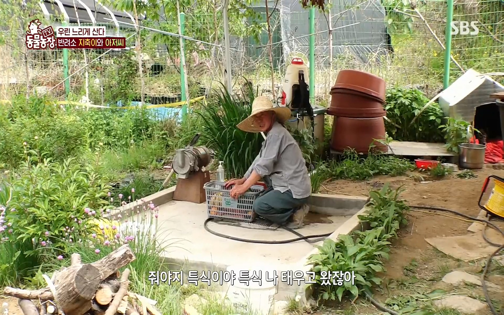 TV 동물농장.E1074.220619p.H264-F1RST.mp4_20220619_181354.410.jpg