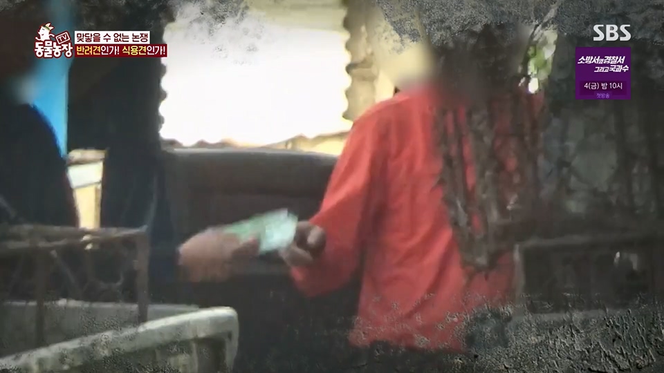 TV 동물농장.E1129.230716p.H264-F1RST.mp4_20230716_183645.161.jpg