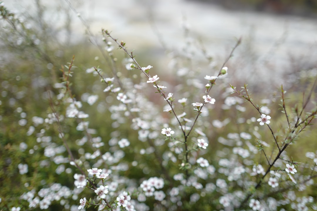 Manuka