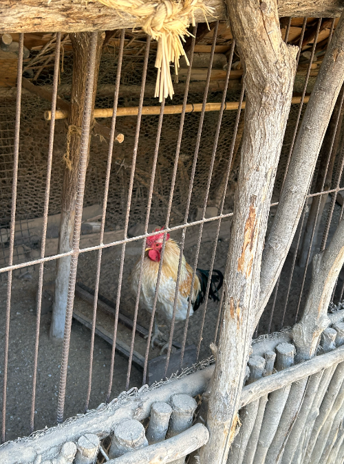 한국민속촌-닭