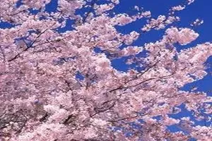 벚꽃