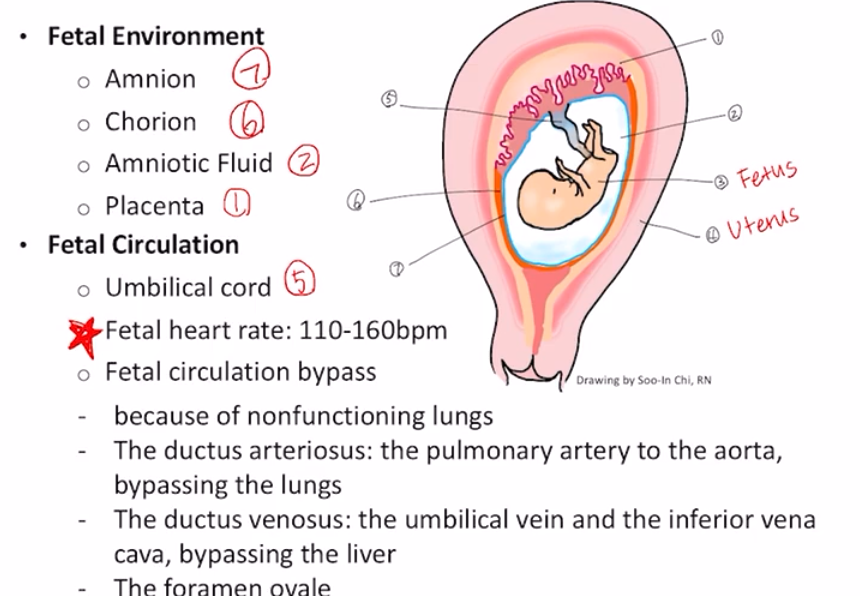 Chapter 20: Reproductive System