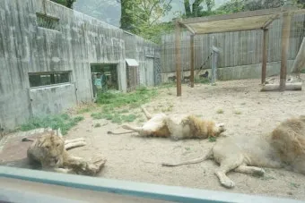 부산동물원 대형동물원 24개월 미만 무료 연중무휴 완벽 이용 가이드_18