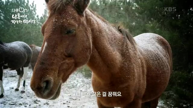 [189회] 다큐온 - KBS남훈 씨의 각별한 말 사랑] 연평균 1400여 마리의 경주마들이 경마장을 떠나 퇴역 경주마가 된다.ts_20230330_211004.926.jpg