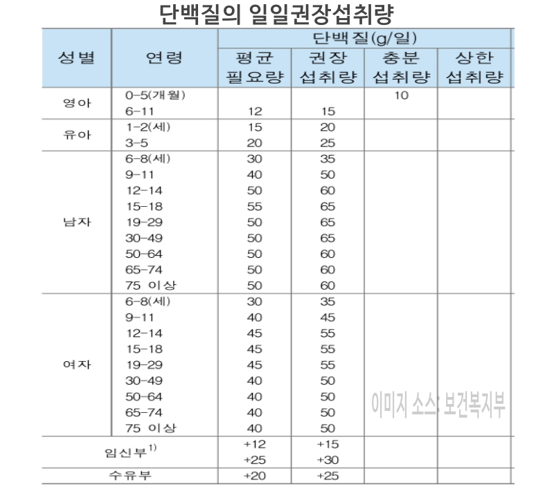 단백질 일일권장 섭취량