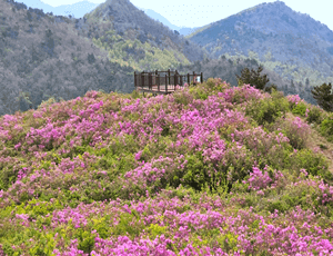 보성-가볼만한곳-철쭉-명소-초암산