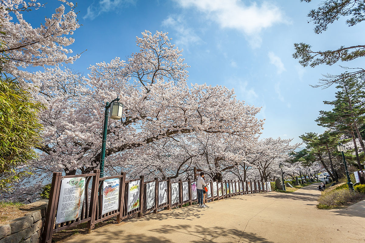 강릉 경포호 벚꽃길